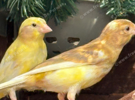 2 raza hen canary&rsquo;s