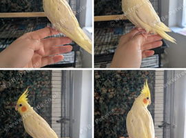 Friendly lutino cockatiel 3 months old baby
