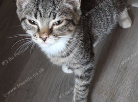 Lovely Tabby x ragdoll kittens need there forever homes