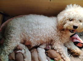 Ready for their new homes!  Gorgeous Maltipoo x Cockapoo Puppies
