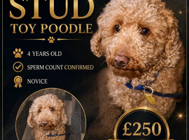 Toy Poodle