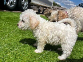 Cockatoo mixed breed puppy