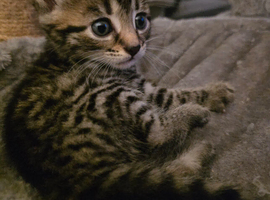 Gorgeous male tabby kitten
