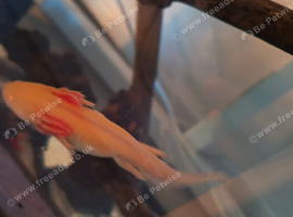 Gold albino axalotyl for sale
