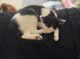 Kitten