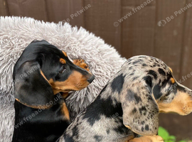Miniature dachshund puppies