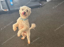 Have a boy Maltese called bandit he's not been neutered
