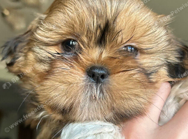 Beautiful Shih Tzu puppies