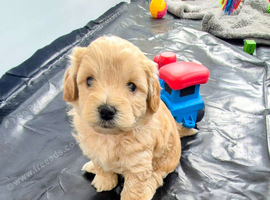 Beautiful Cavapooshon puppies.