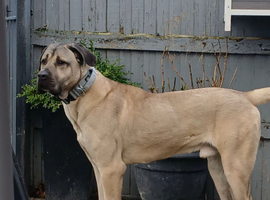 Stunning turkish kangal available for stud
