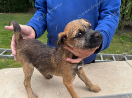 Border terrier dog