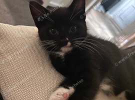 Male kitten
