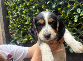English springer spaniel pups