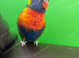 Rainbow lorikeet