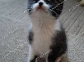 Boy tuxedo . Black n white