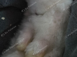 2 bonded male mini lops and cages