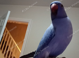 Hand reared blue ring neck