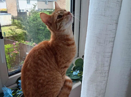 Savannah