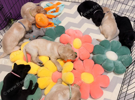 Millie&rsquo;s litter of cuties