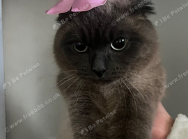 Male scottish fold