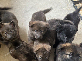 German shepherd puppies