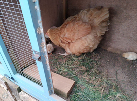 Broody Buff Orpington