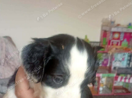 Beautiful Litter of 6 Cocker Spaniel x Sprollie Puppies &ndash; Raised with Family Love