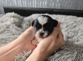 Stunning  shihtzus  puppies  4 girls &pound;995
