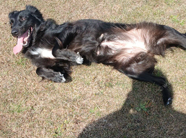 Border collie cross