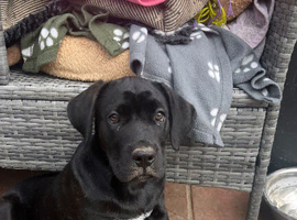 1 boy cane corso puppie.