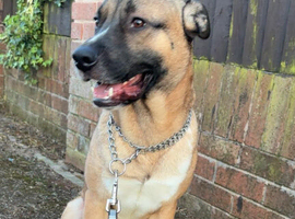 Male dog