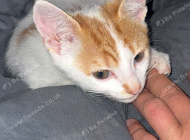 Kittens