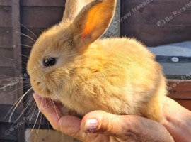 Adorable Dwarf Lop babies.