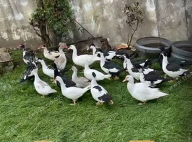 Muscovy ducks