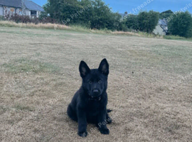 Puppy for sale