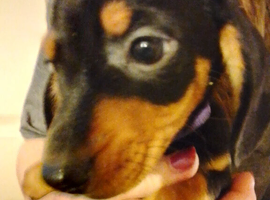 Miniature dachshund puppy's for sale