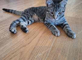 Tabby kitten Fully vaccinated, fleed, wormed and microchipped