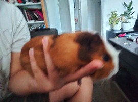 Adorable male baby guinea pigs available