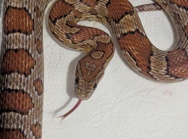 2 corn snakes for sale