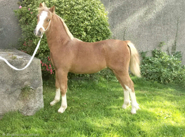 Show Quality Welsh Section A Colt Foal
