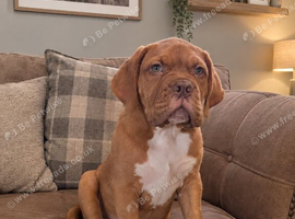 Dogue de Bordeaux boy