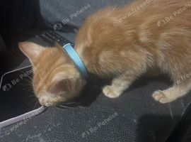 Selling kitten