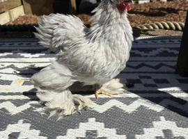 9week old lavender Pekin rooster