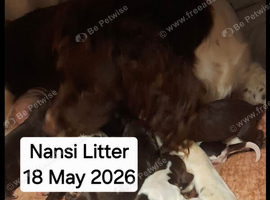 Beautiful Sprocker Puppies