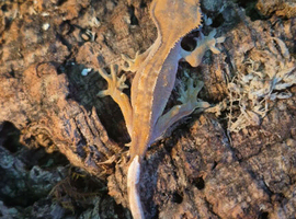 Young crested gecko