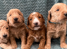 Sunning littler of Australian Double Doodles from Health screened parents