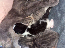 Kitten