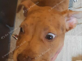 American bulldog x mix breed bully