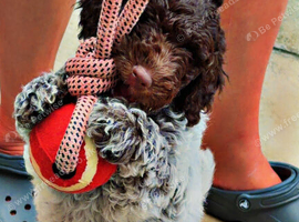 1 male cockapoo