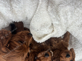 Cavapoo puppies